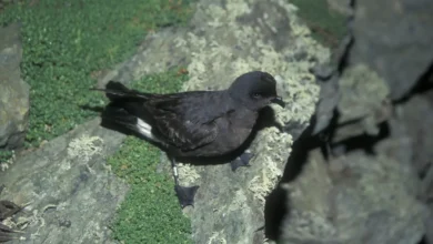 Storm Petrels