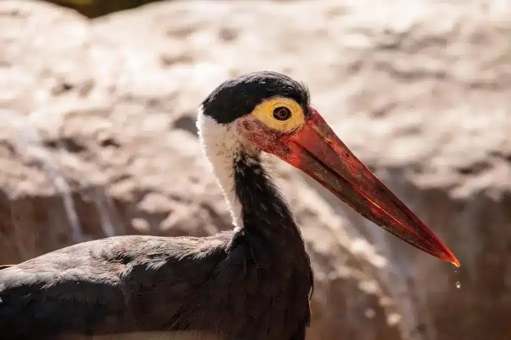 Closeup Image of Storm's Storks
