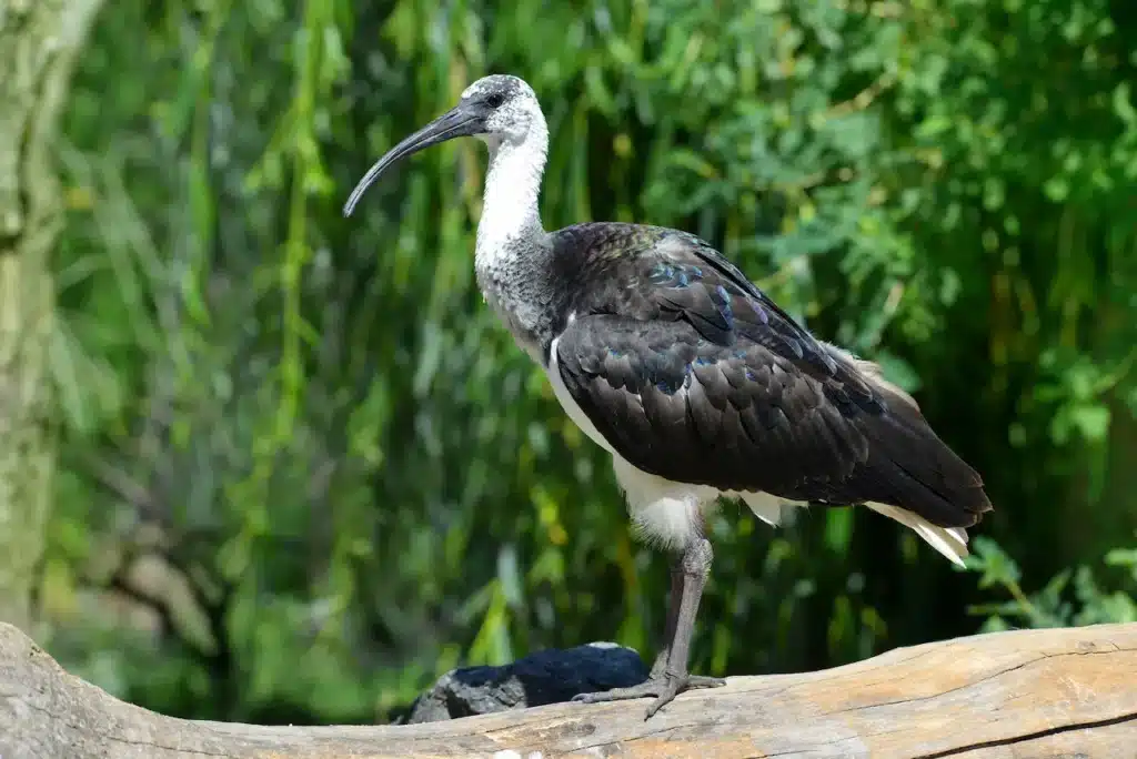 Straw-necked Ibises Image 