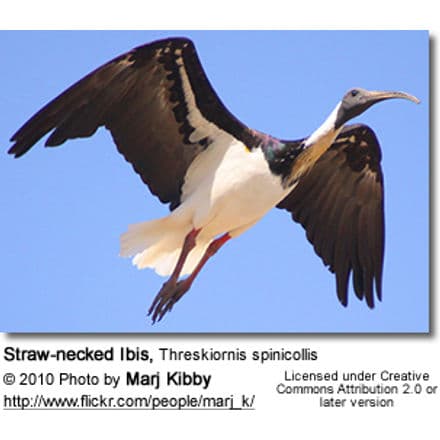 Straw-necked Ibis, Threskiornis spinicollis