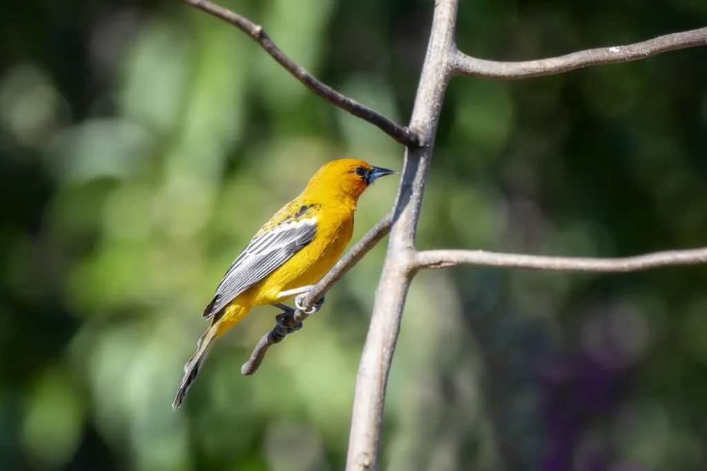Streak-backed Orioles on a Tree Branch