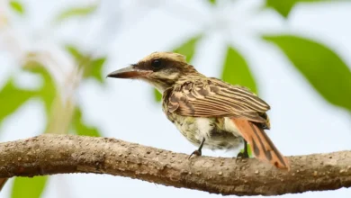 Streaked Flycatchers