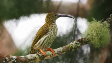 Streaked Spiderhunters