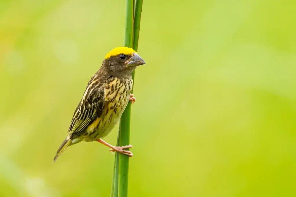 Streaked Weavers Perched on a Grass