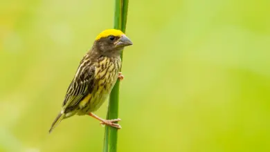 Streaked Weavers Perched on a Grass