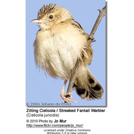 Zitting Cisticola or Streaked Fantail Warbler (Cisticola juncidis)