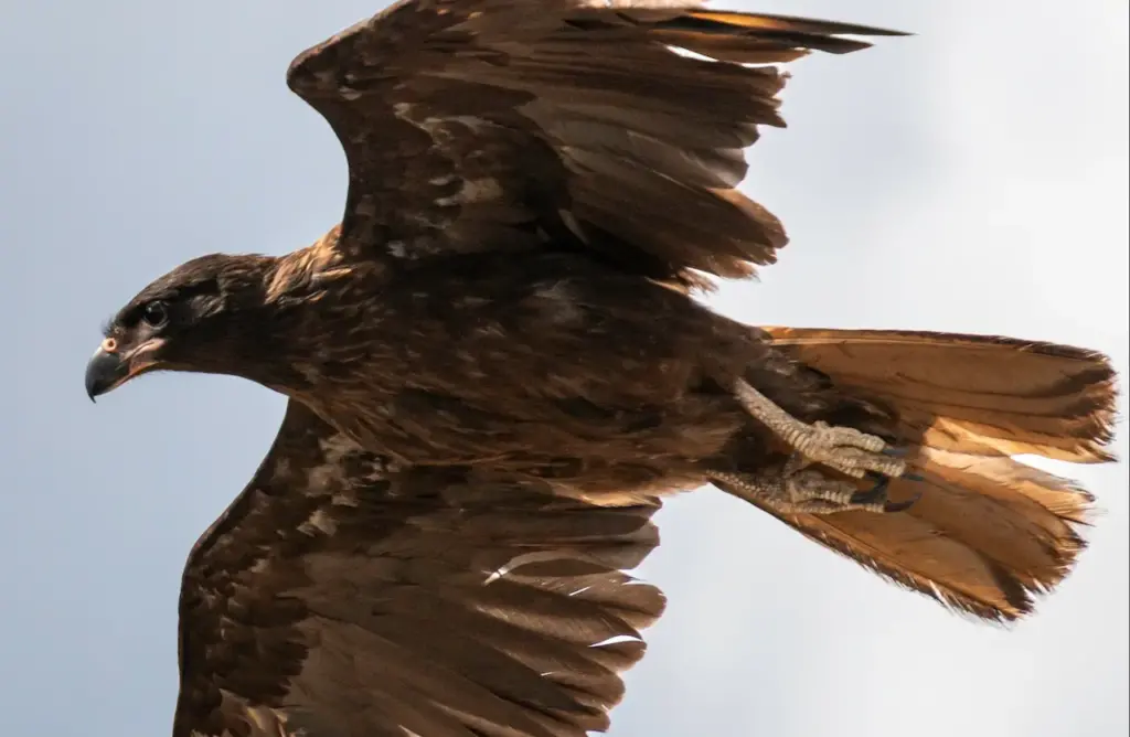 A Striated Caracara Flying