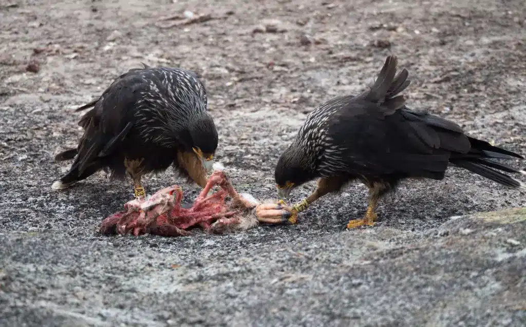 Two Striated Caracaras Eating 