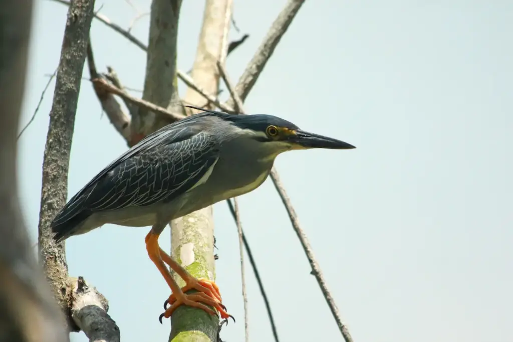 A Striated Herons Perching on Tree