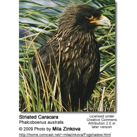 Striated Caracara, (Phalcoboenus australis) 