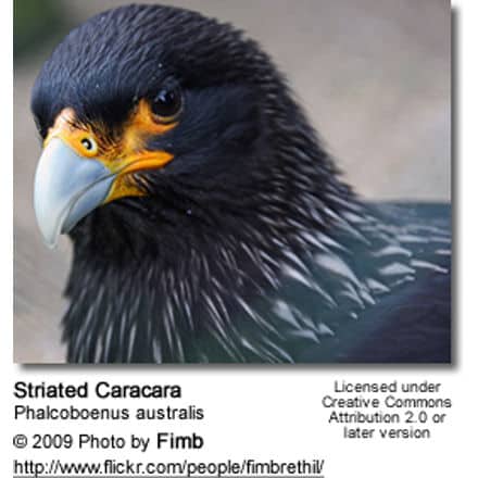Striated Caracara, (Phalcoboenus australis) - head detail