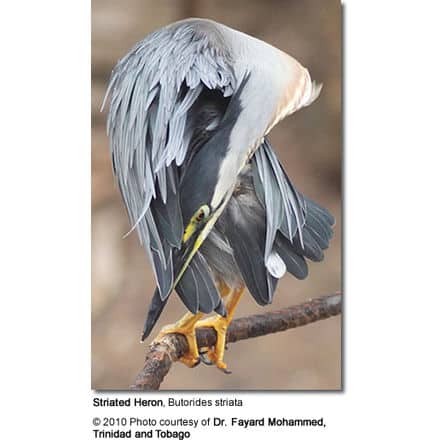 Striated Heron, Butorides striata