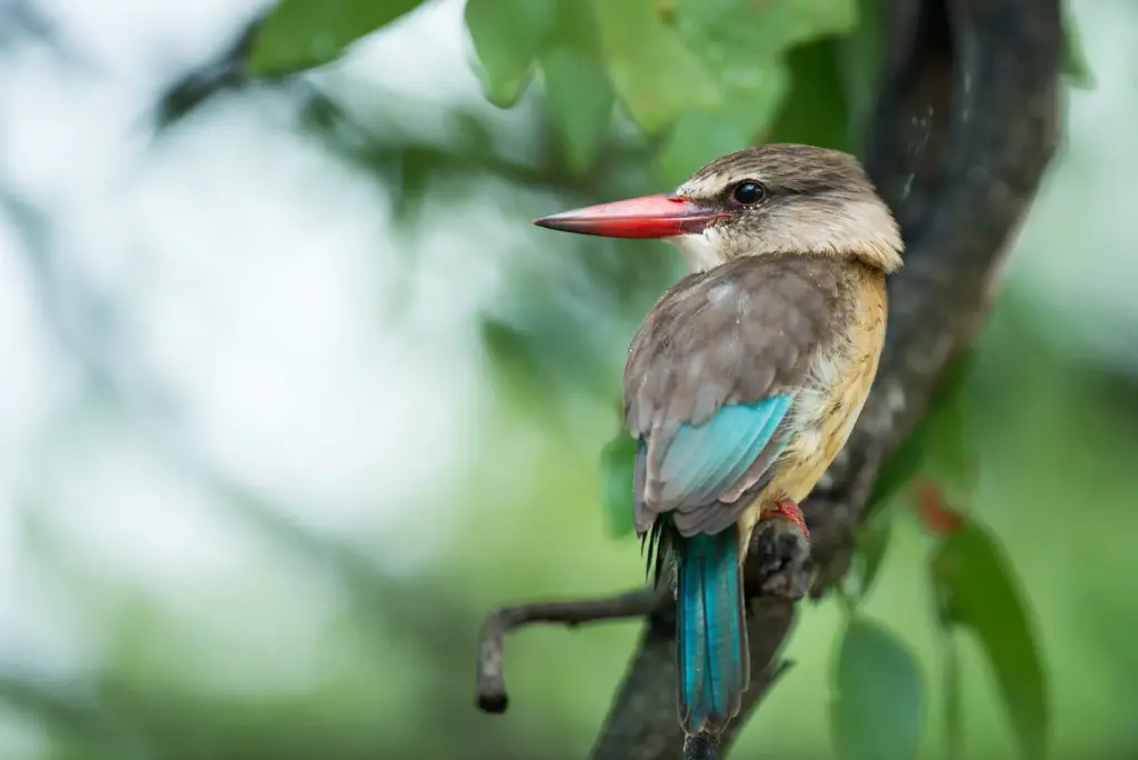 The Striped Kingfisher On The Tree