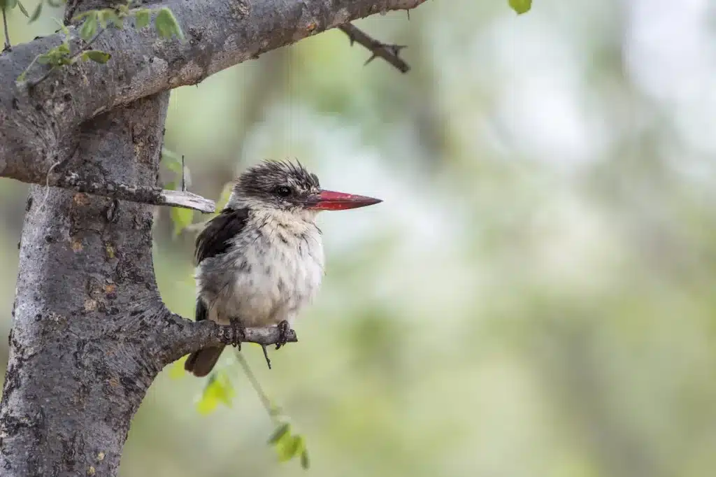 Striped Kingfishers