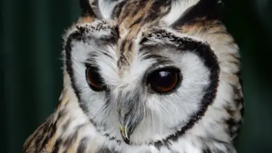 Striped Owl Close Up Image