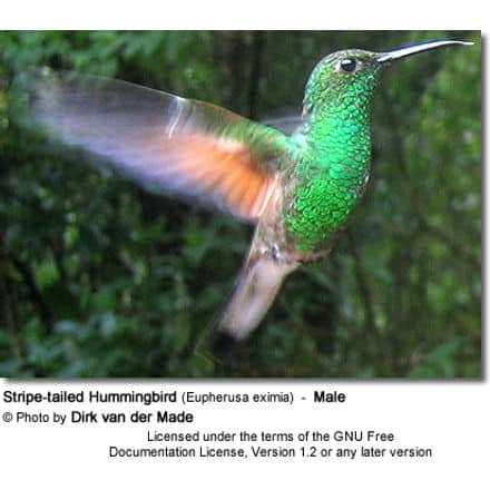Stripe-tailed Hummingbird (Eupherusa eximia) - Male