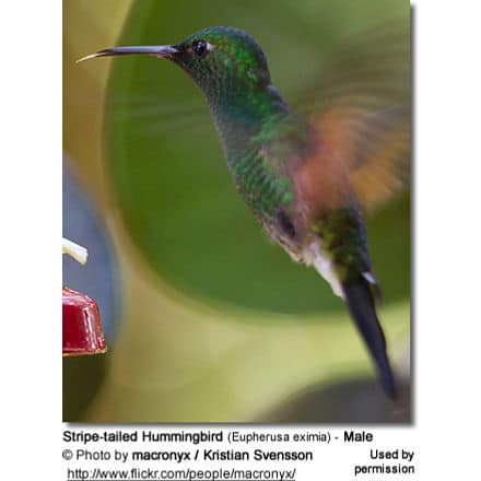 Stripe-tailed Hummingbirds (Eupherusa eximia)