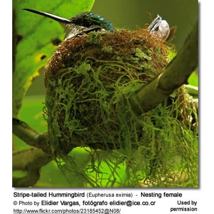 Nesting Stripe-tailed Hummingbird