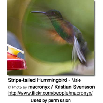 Stripe-tailed Hummingbird