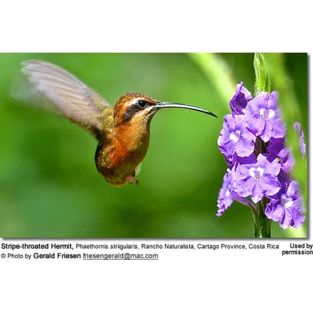 A yellow eyelash viper surprises a stripe-throated hermit hummingbird as the  bird approaches a bird of paradise flower. : r/natureismetal