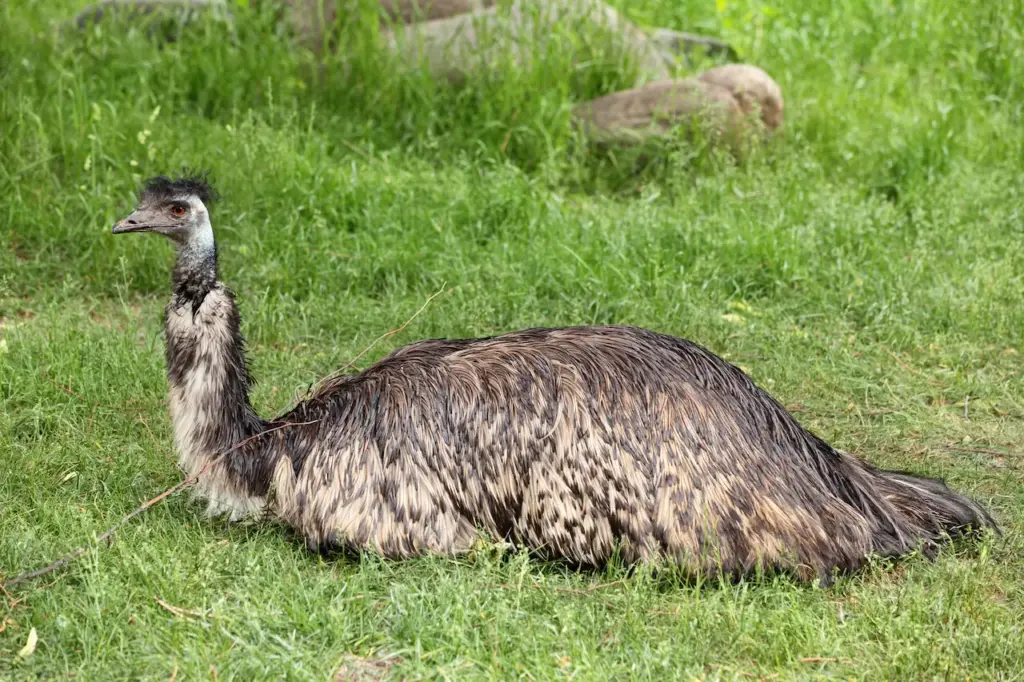 Resting Emu Struthioniformes