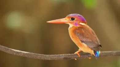 Bird Perched on Tree Sulawesi Dwarf Kingfishers