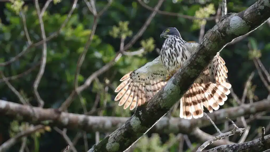 A Sulawesi Goshawk Spreading Its Wings on a Tree