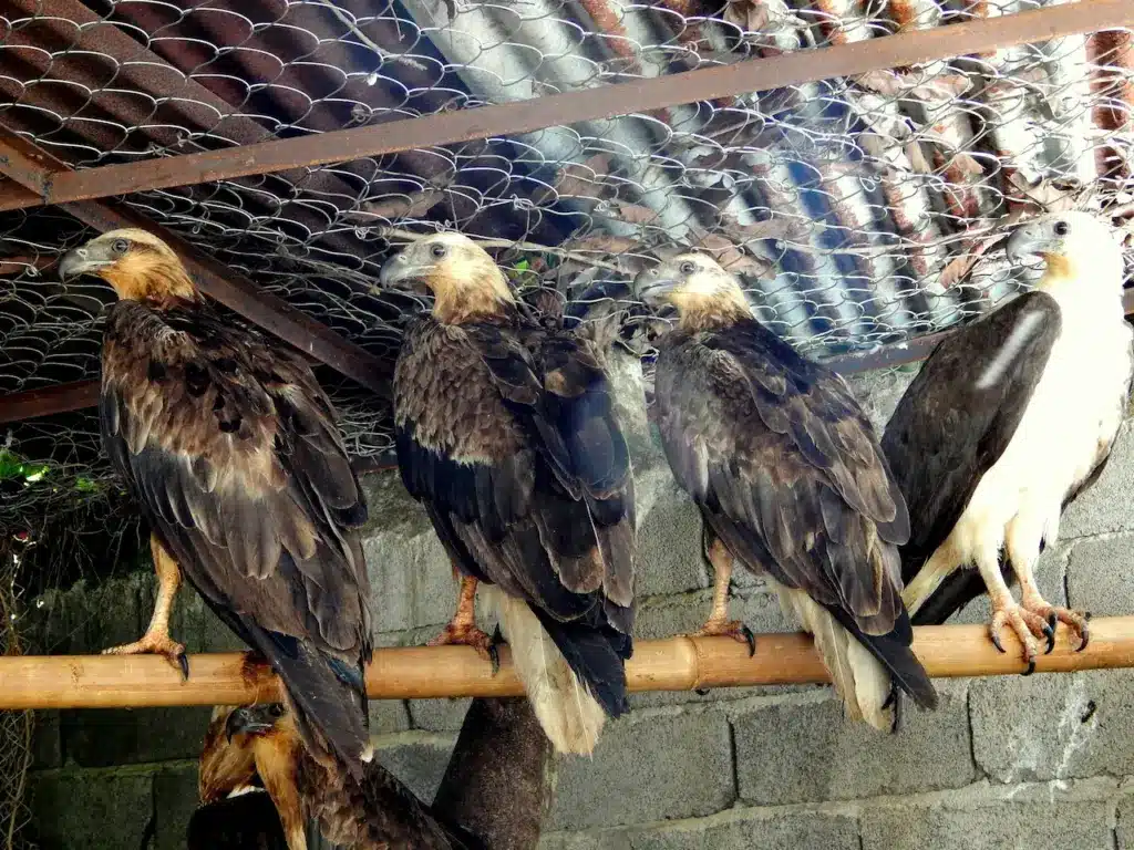 Sulawesi Hawk-eagles in the Cage