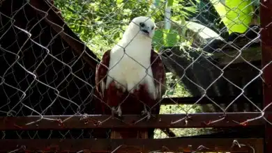 Sulawesi Hawk-eagles
