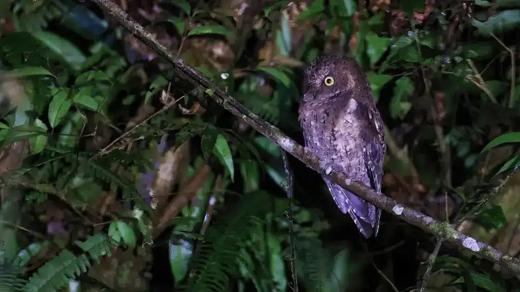 A Sulawesi Scops Owls on The Tree