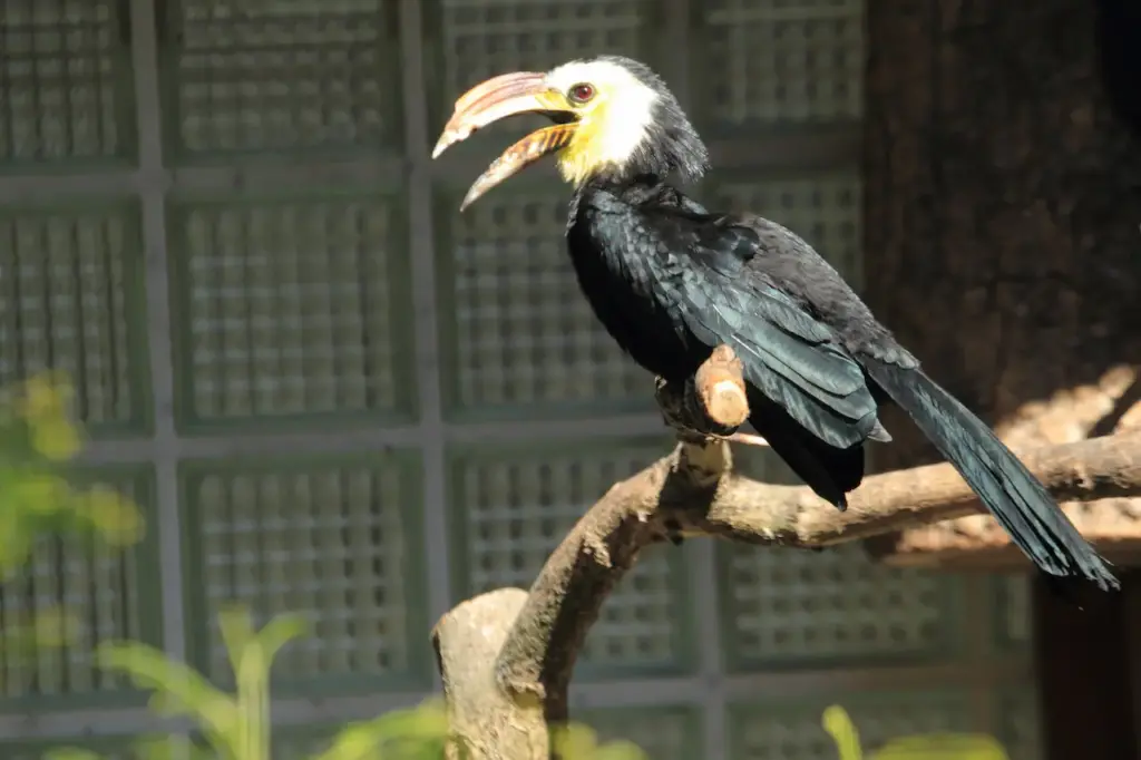 Sulawesi Tarictic Hornbill Perched on a Branch