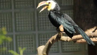Sulawesi Tarictic Hornbill Perched on a Branch