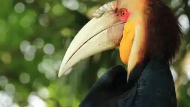 Sumba Hornbills