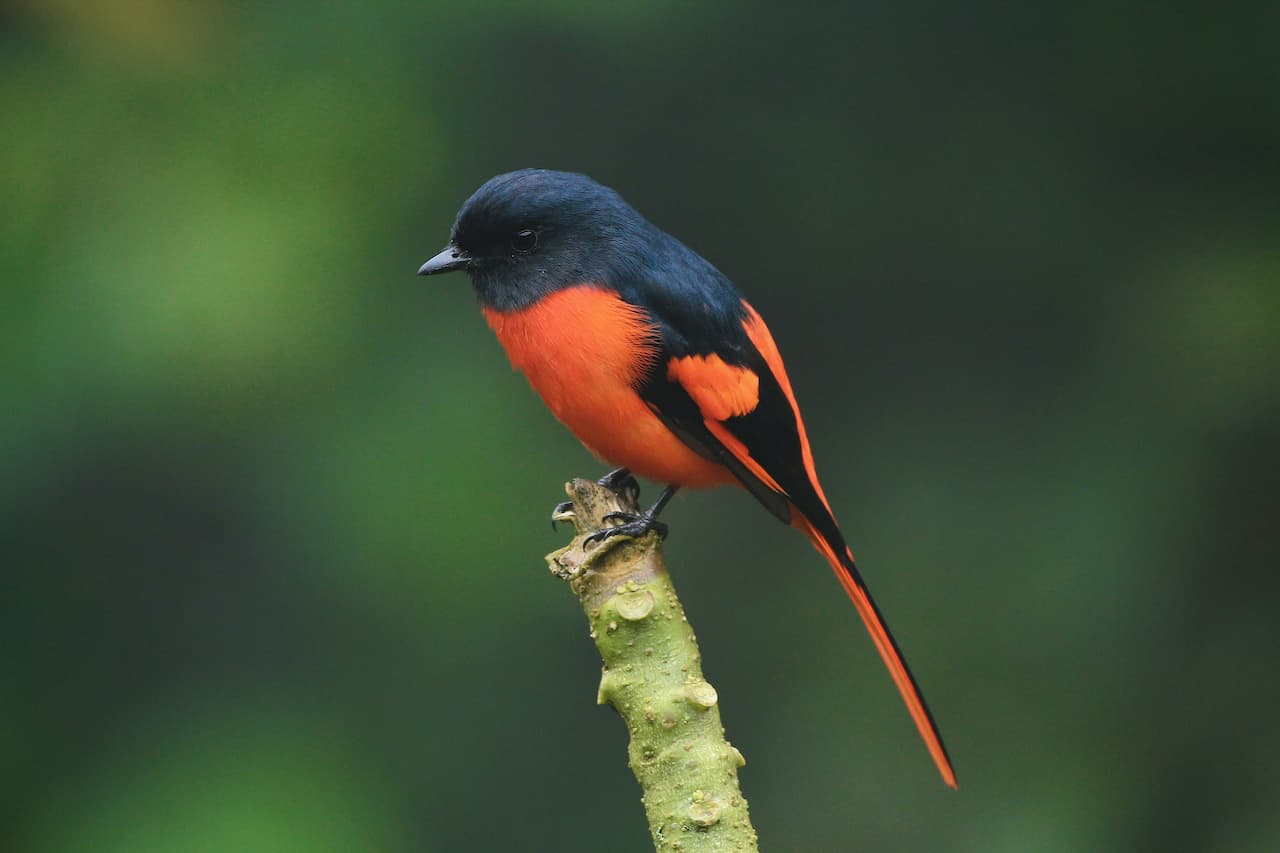 The Sunda Minivets Perched On The Top Of A Tree