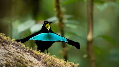 Superb Bird of Paradise