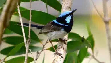 Superb Fairy-wrens