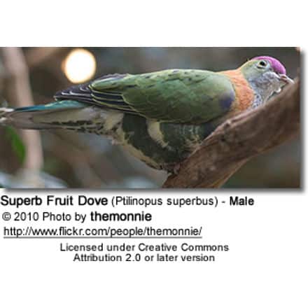 Superb Fruit Dove (Ptilinopus superbus) - Male