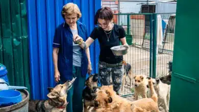 Support Animals Fair Housing Act