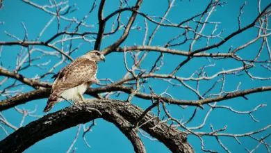 The Swainson's Hawk Perched On A Branch