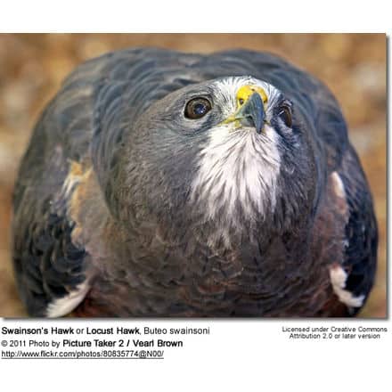 Swainson's Hawk - Injured