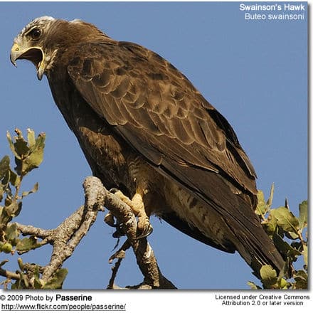 Swainson's Hawk