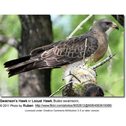 Swainson's Hawk, (Buteo swainsoni)