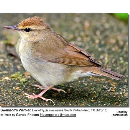 Swainson’s Warbler, Limnothlypis swainsonii, South Padre Island, TX (4/28/13) 