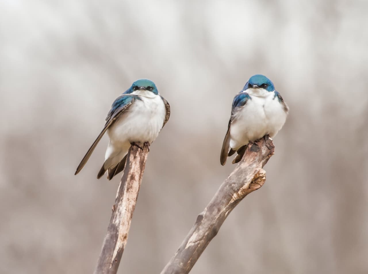 The Two Swallow Perched On The Top Of The Wood