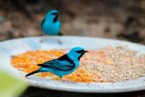 Swallow Tanagers Looking For Food