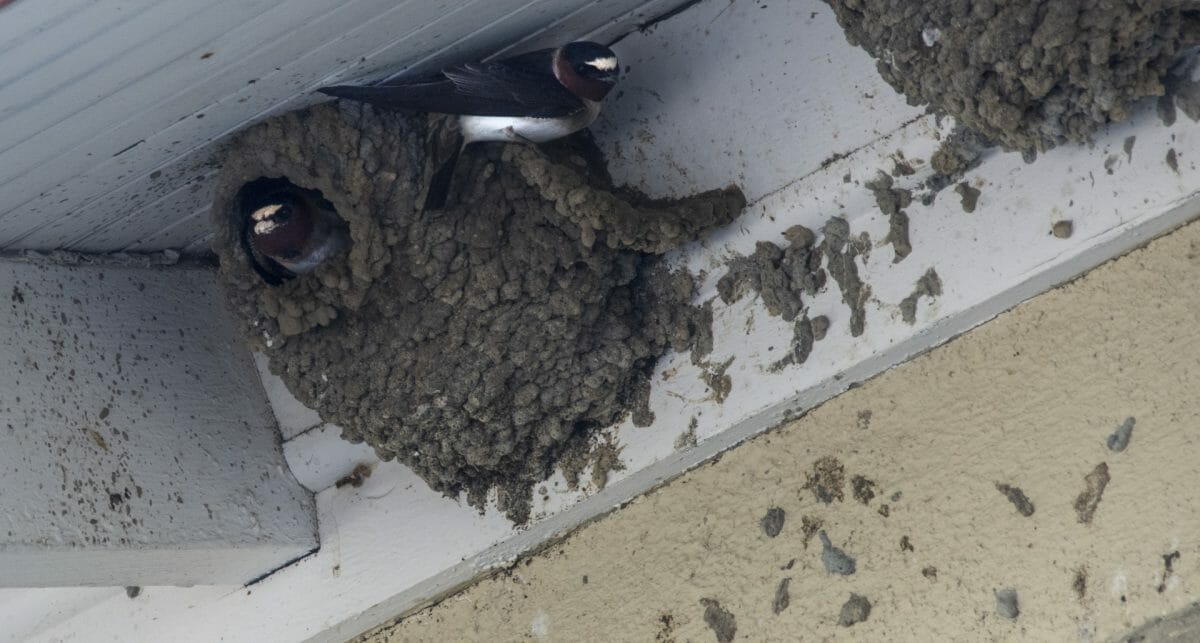 Swallow nests under the eaves of a house