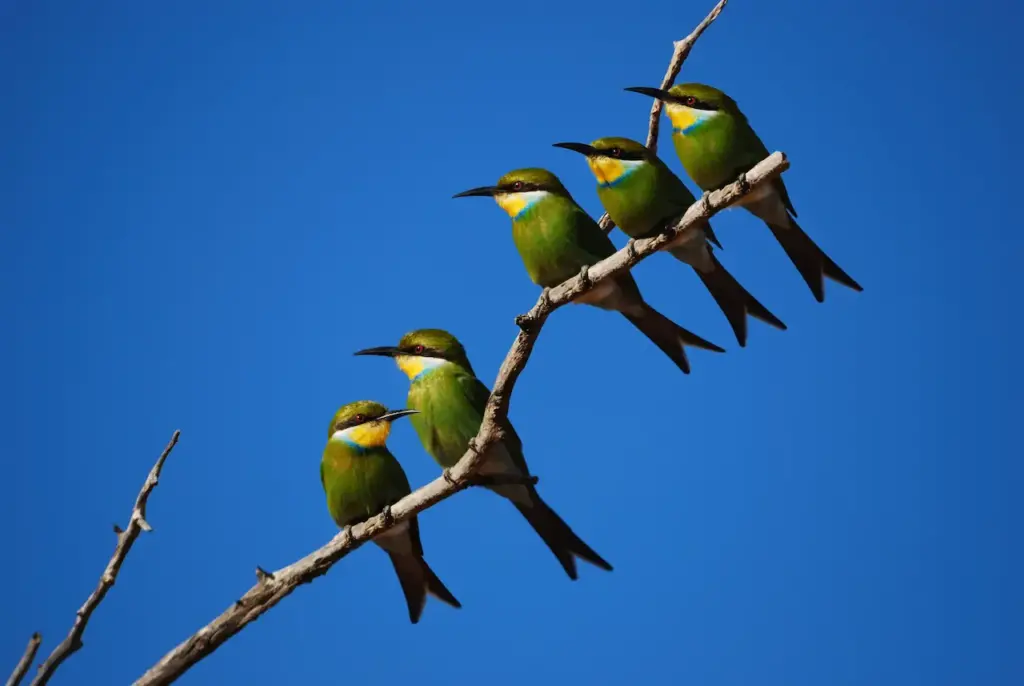 Group of Swallow-tailed Bee-eaters Perched on Tree