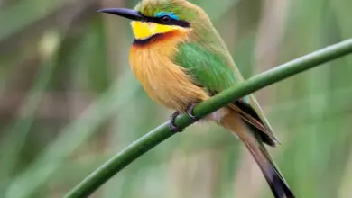 The Swallow-Tailed Bee-Eaters Perched In A Thorn