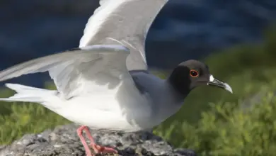Swallow-tailed Gulls Spread Wings
