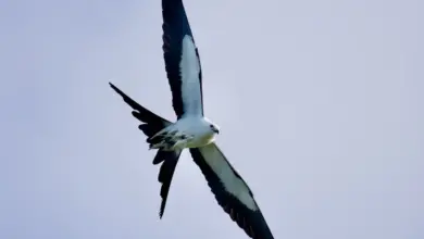 The Swallow-tailed Kite Is Flying
